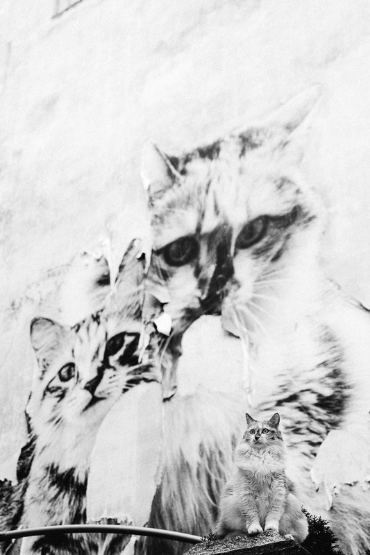 Le Noir et le Blanc - Anne Gerzat Photographe